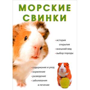 Морские свинки