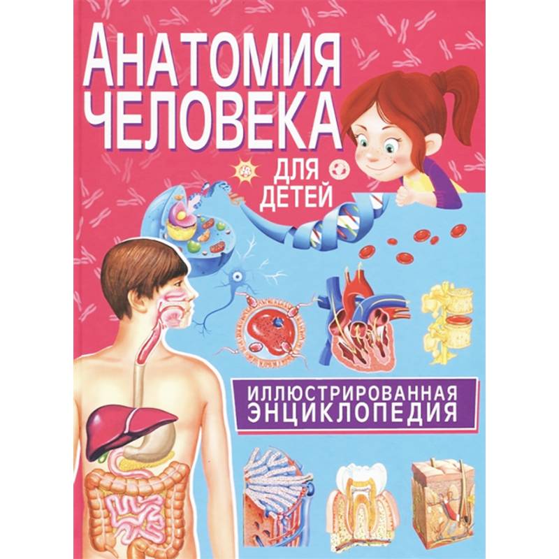 Анатомия человека для детей. Иллюстрированная энциклопедия