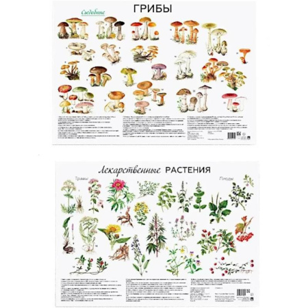 Грибы. Справочники. Определители, книга Грибы. Лекарственные растения (комплект из 2 плакатов) купить по скидке