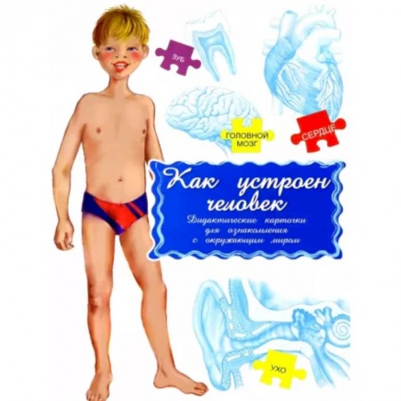 Человек. Земля. Вселенная, книга Дидактические карточки. Как устроен человек? купить по скидке